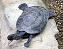 les tortues