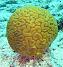 le corail