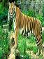les tigres