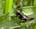 orthoptera