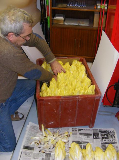 endive1