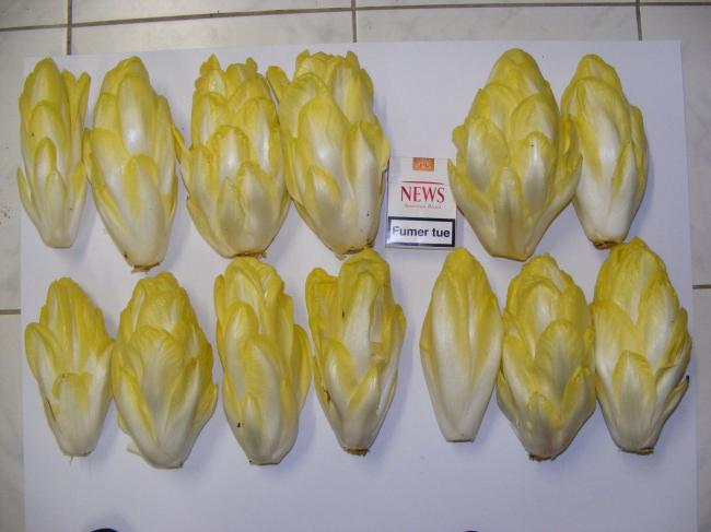 endive2