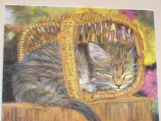 chat panier chat panier