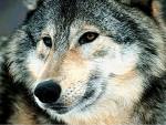 loup-zg62a.jpg