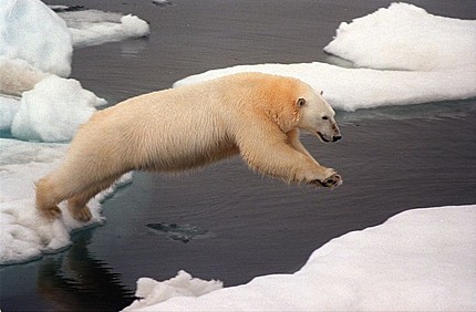 ours-polaire-7mh3c.jpg