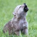 petit-loup-xgglh.jpg