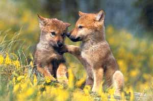 petit-loup2-rq3ue.jpg