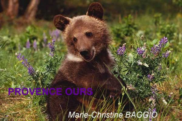 PROVENCE OURS