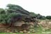 Tipaza