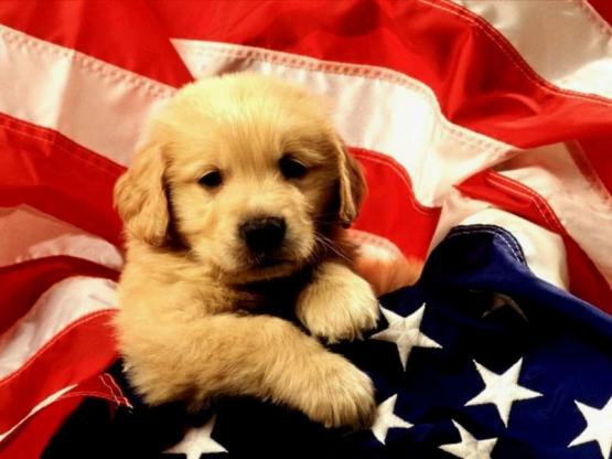 chiot.jpg