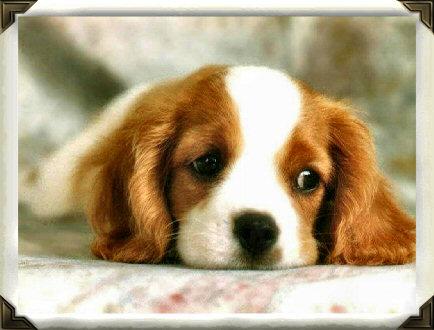 dog5.jpg