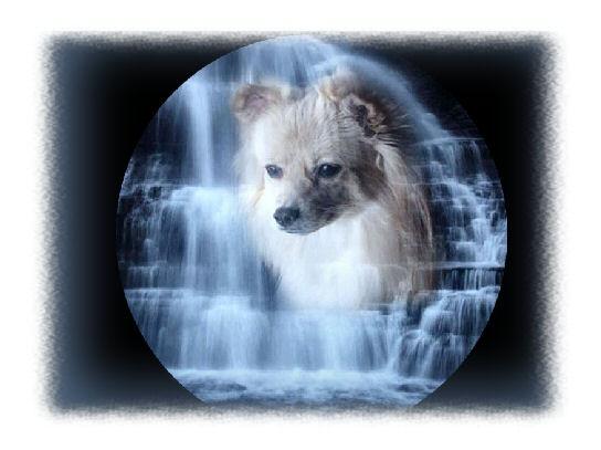 dog25.jpg