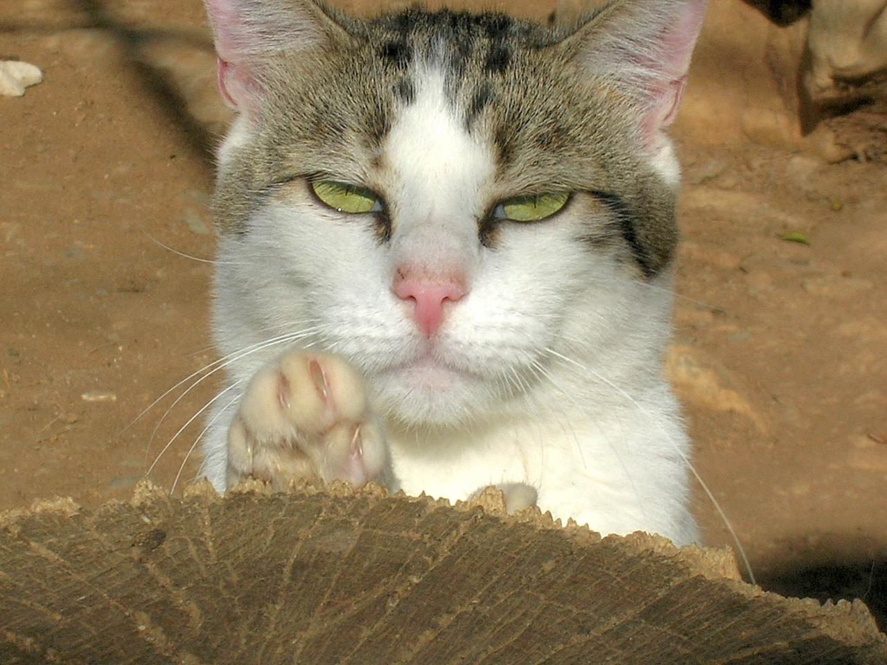 calinou