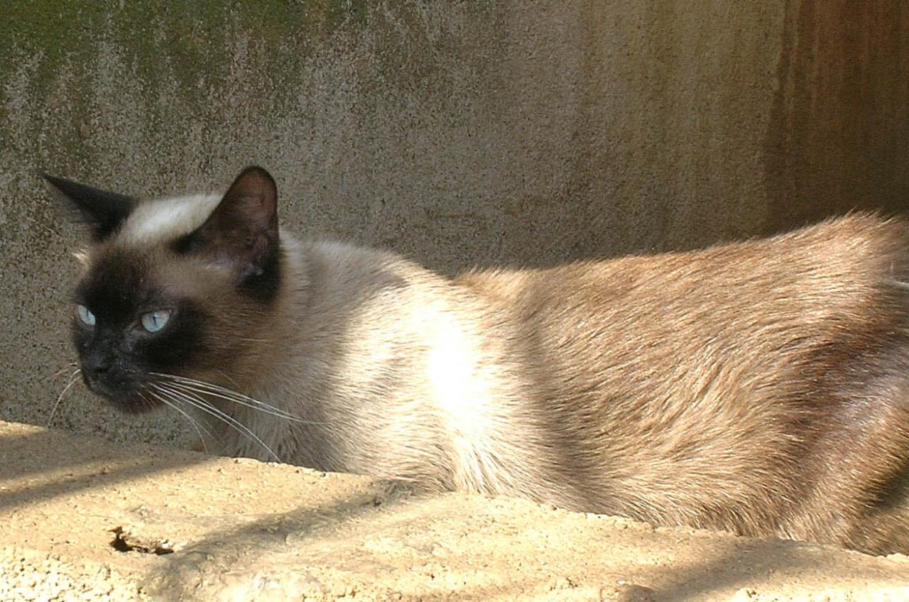 SIAMOIS