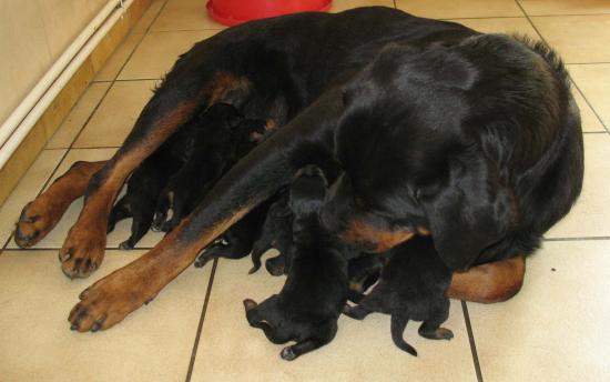 chiots de Ruth le 22juin2007a