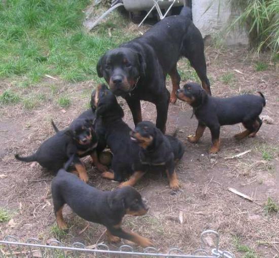 Blitz et chiots