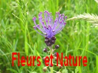 Fleurs et nature