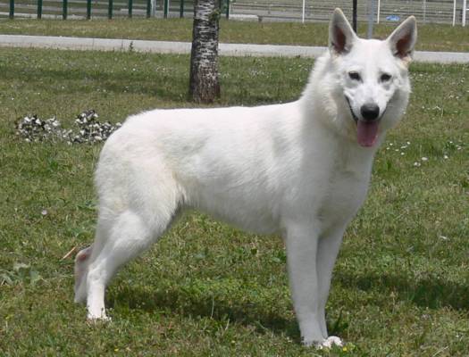 CHIOTS CHIOTS