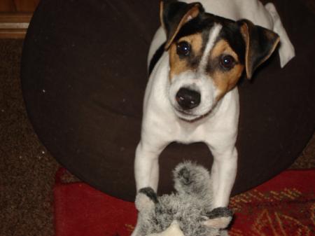 accouplement femme chien