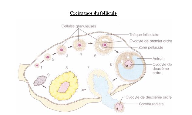 corps jaune sur ovaire corps jaune sur ovaire