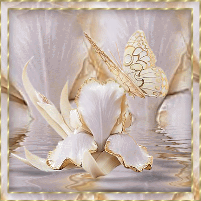 papillons papillons
