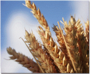 Les OGM, des monstres ou des g�nies?