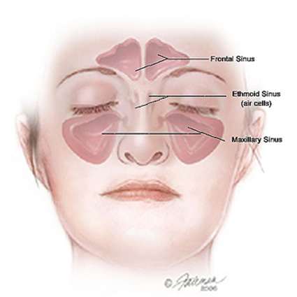 Nez-Sinus