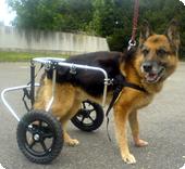 L'histoire d'Oscar, berger allemand de 9 ans L'histoire d'Oscar, berger allemand de 9 ans