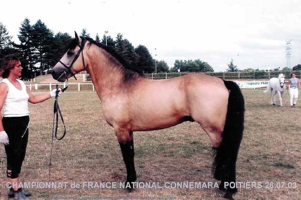 elevage poney sport