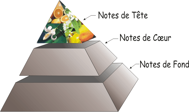 pyramide olfactive