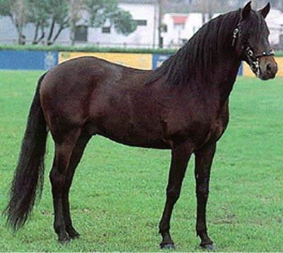 cheval espagnol bai brun