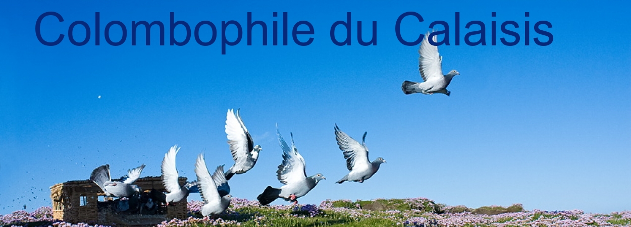 LA COLOMBOPHILIE DANS LE CALAISIS