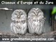 Oiseaux d'Europe et du Jura