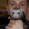 koukouk la terrible il court il court le furet...