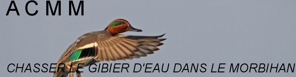 association de chasse maritime du morbihan