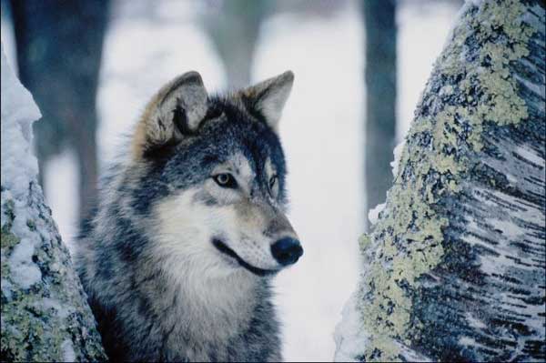 Les Loups