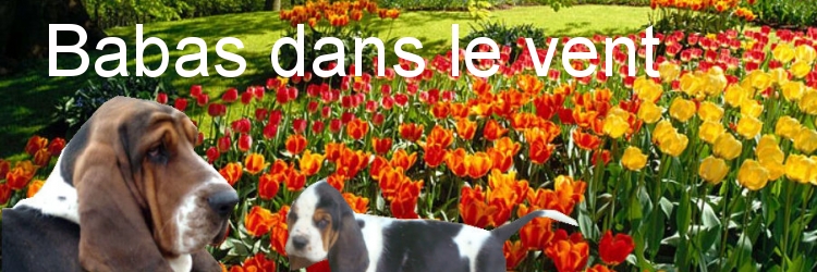 nos bassets tant aim�s