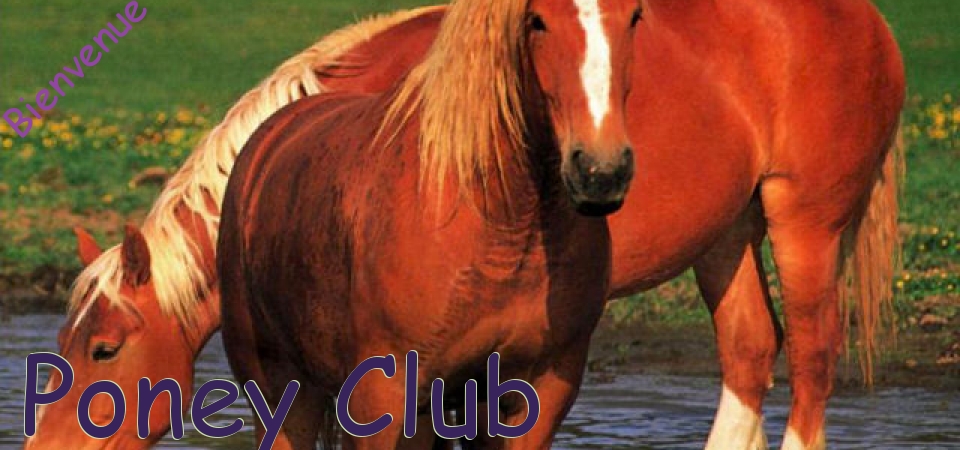 Poney Club