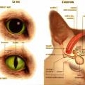 La crème autour des yeux avec leffet blanchissant