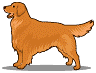 Le golden retriever