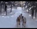 chien de traineau au gite du maudit francais au Qu...