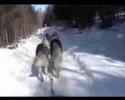 chien de traineau hiver 2010