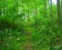 Amazon rainforest