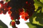 Billets de Raisin-Fraise