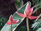 Paradis exotique...