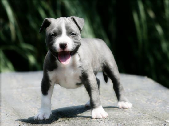 Pin American Staffordshire Terrier Information And Pin American Staffordshire Terrier Information And