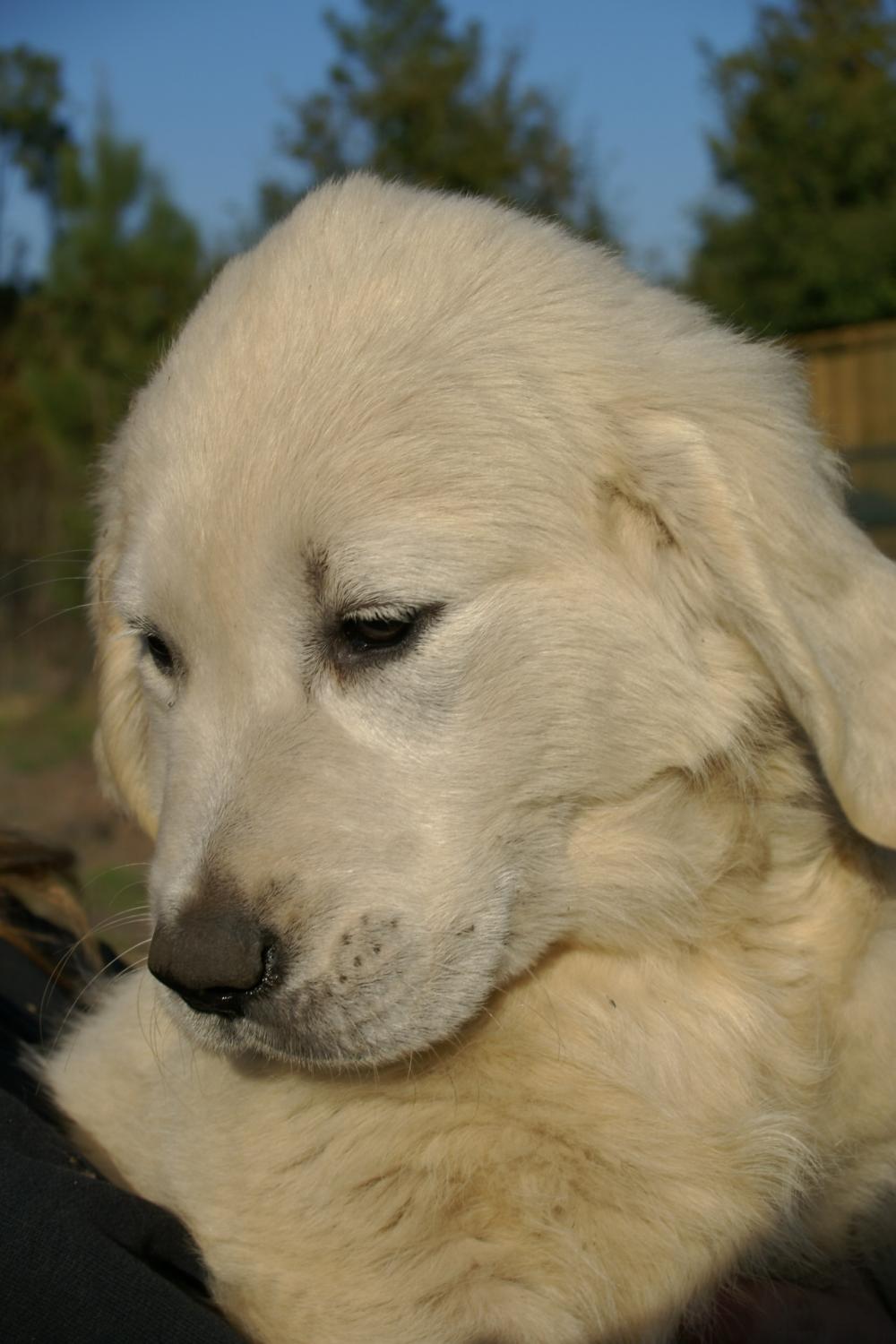 fox golden retriever golden retiever fox golden retriever golden retiever