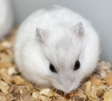 Résultat d’images pour image de hamster russe mâle