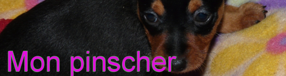 Pinscher nain