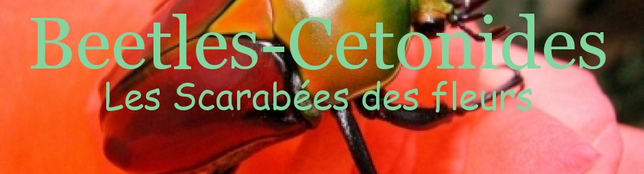 Beetles-Cetonides